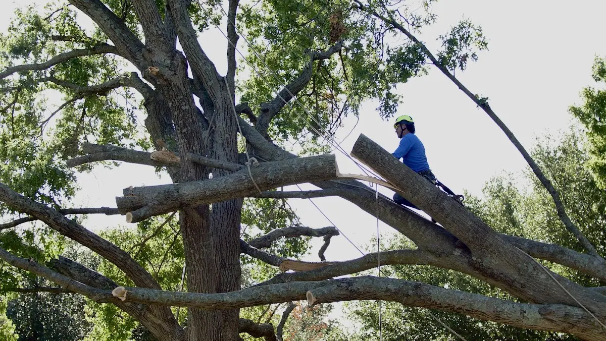 Professional Crown Thinning performed by certified arborists in Avery